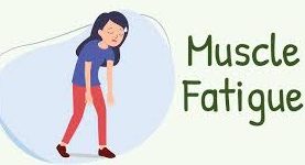 02_What Is Muscle Fatigue?